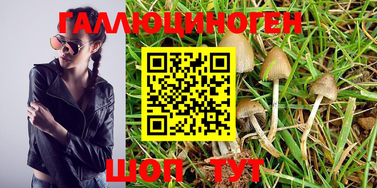 Галлюциногенные грибы GOLDEN TEACHER  хочу   Улан-Удэ  Вход с VPN 